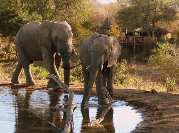 Umlani Bushcamp, จอง ลอดจ์ Timbavati Game Reserve Mpumalanga